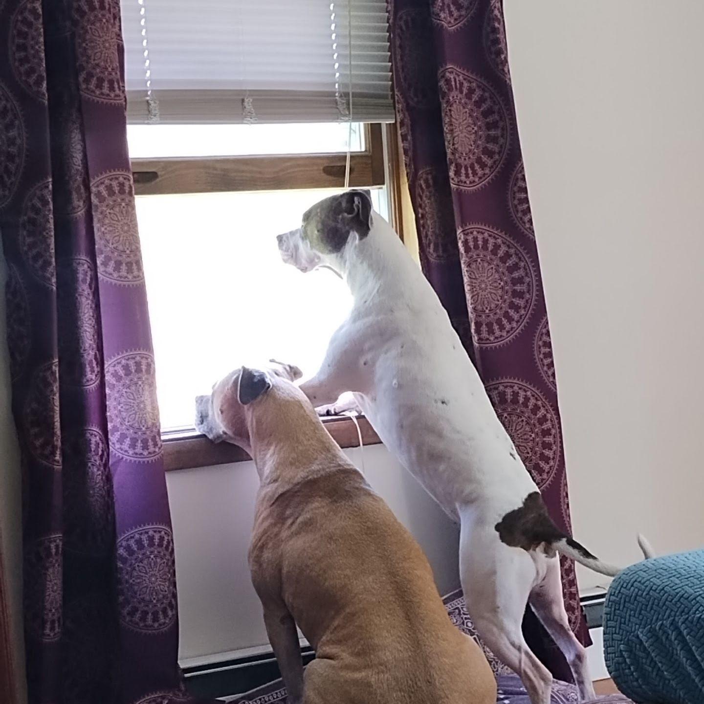 Our two goons guarding the house.