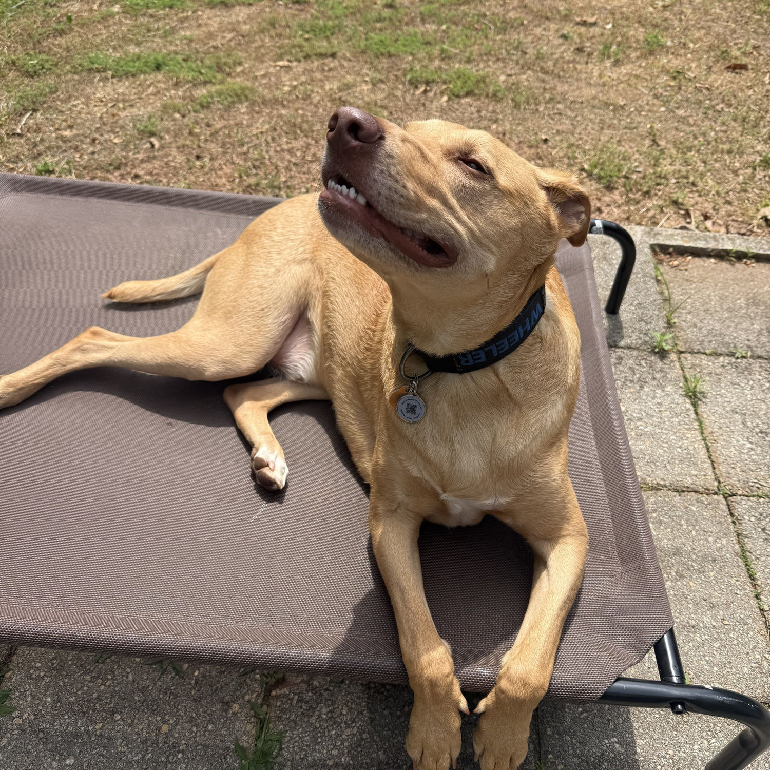 Our pup, Wheeler, enjoying his new backyard! May 2026