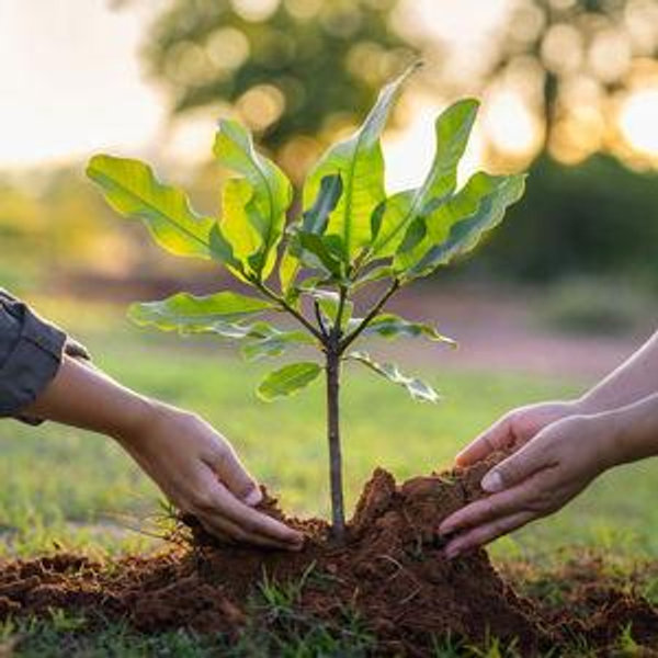 Plant a Tree via One Tree Planted