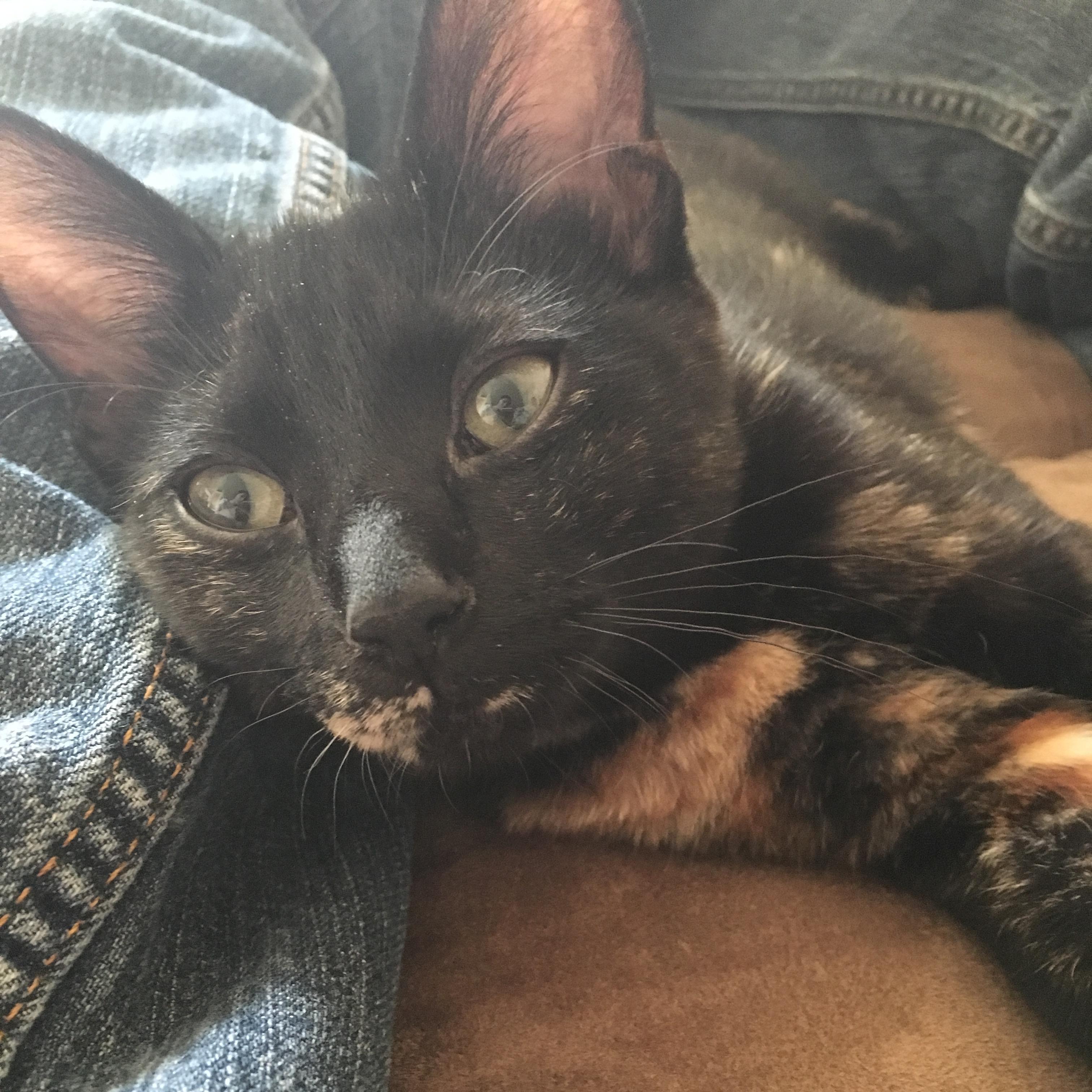 Our fur-baby Stella! She was a birthday present from Luke about 2 years ago and I couldn't have asked for anything better!