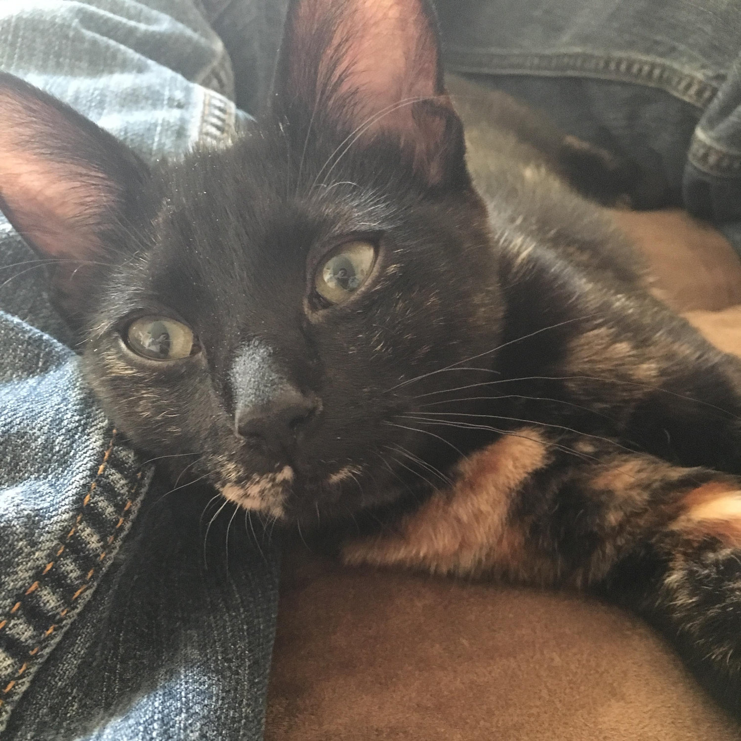 Our fur-baby Stella! She was a birthday present from Luke about 2 years ago and I couldn't have asked for anything better!