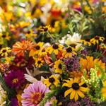 Boulder Farmers Market