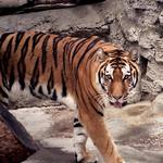 San Diego Zoo