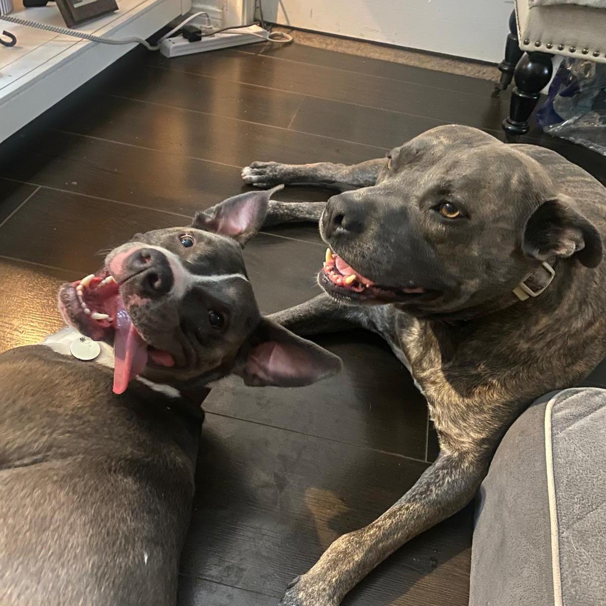 Mia and Brauni. Our babies