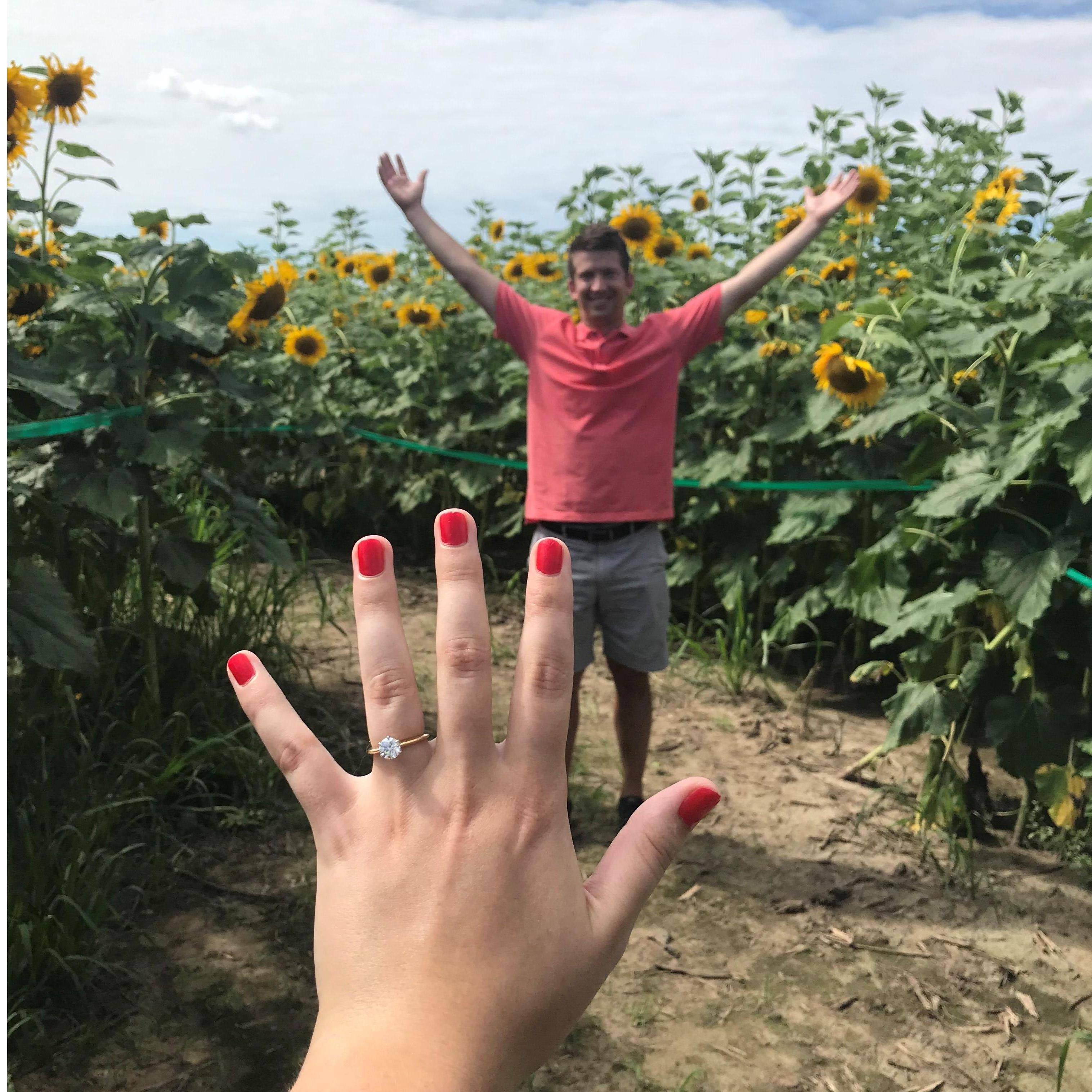 The proposal at Eckert's Farm sunflower maze! July 21, 2019