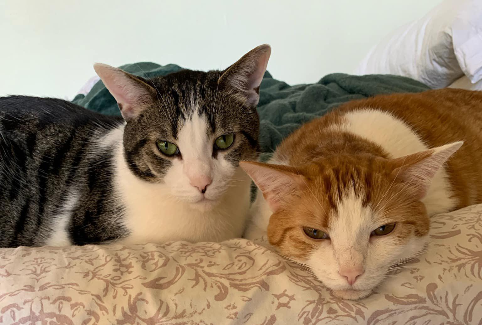 3a163e77-0303-418a-b83d-0533fa2e2c59