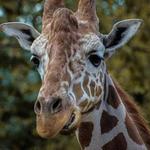 Chattanooga Zoo