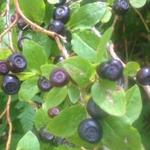 Pick Huckleberries