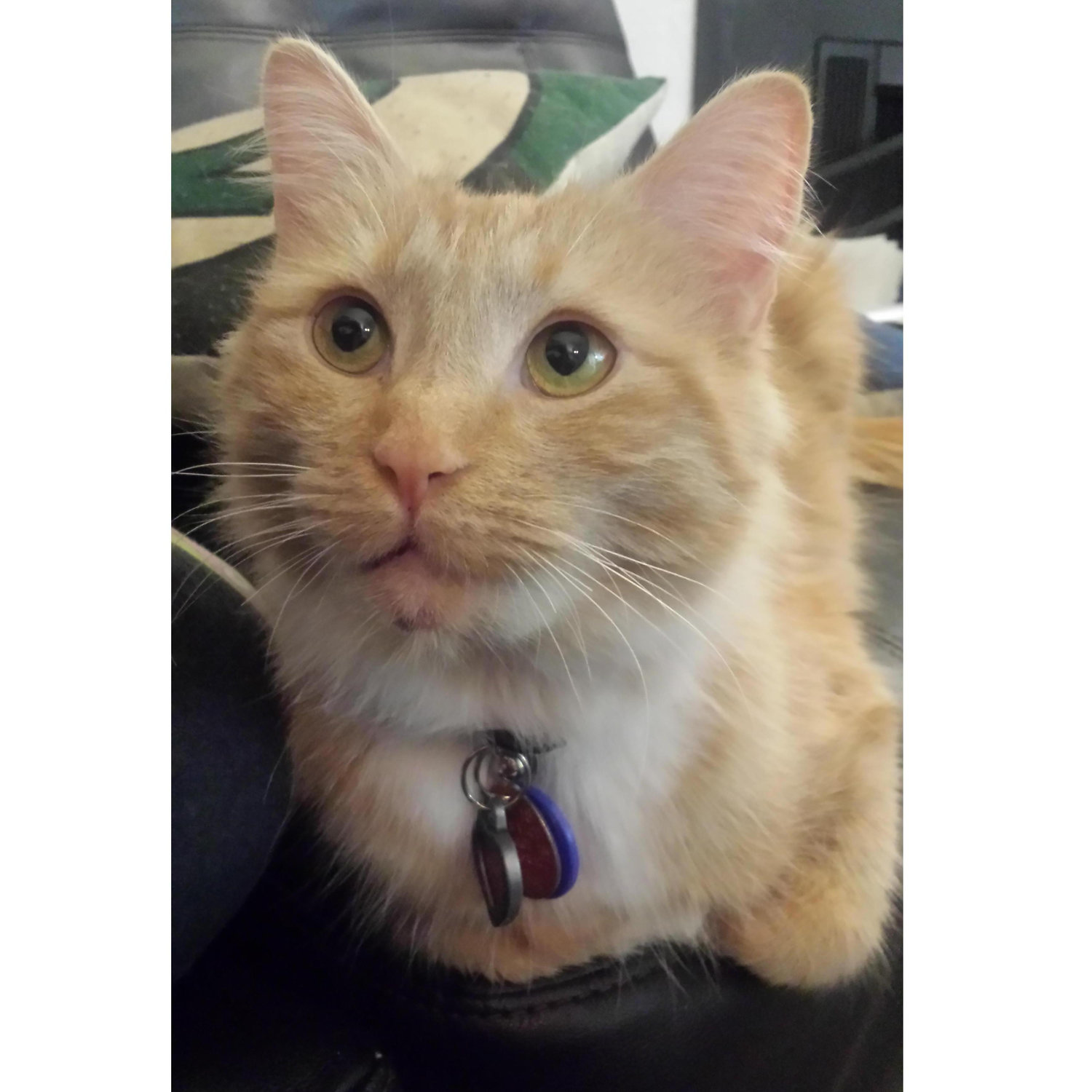Our sweet little Dorito <3