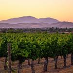 Wine Tasting & Vineyards Near the Venue