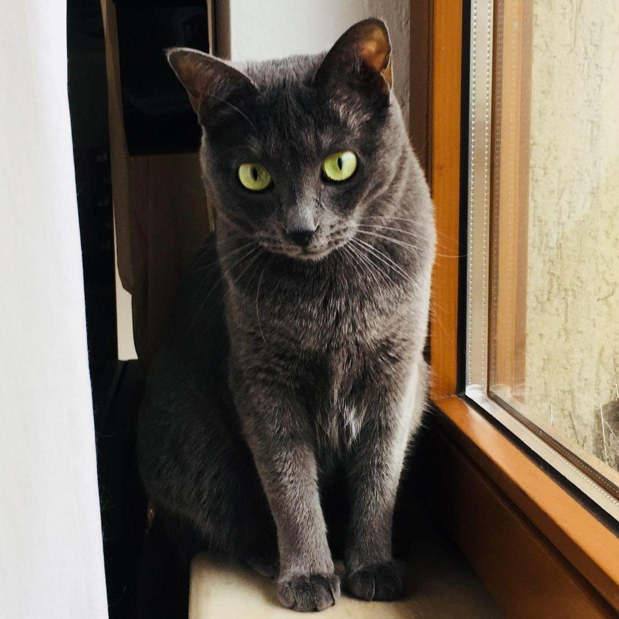 ...and our sweet cat Pumi ..