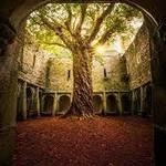 Sights - Muckross Abbey