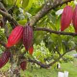 Lydgate Chocolate Farm