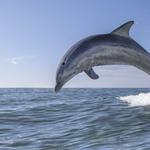 Hilton Head Dolphin Cruises 🐬 Tale Hunter
