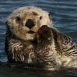 Kayak with Sea Otters
