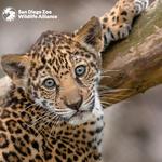 San Diego Zoo
