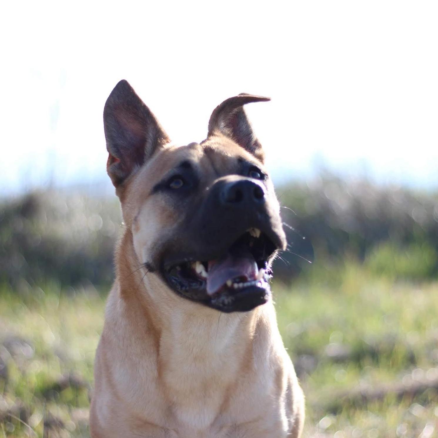 Dog Tax photo.