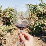 Lodi Wine Country