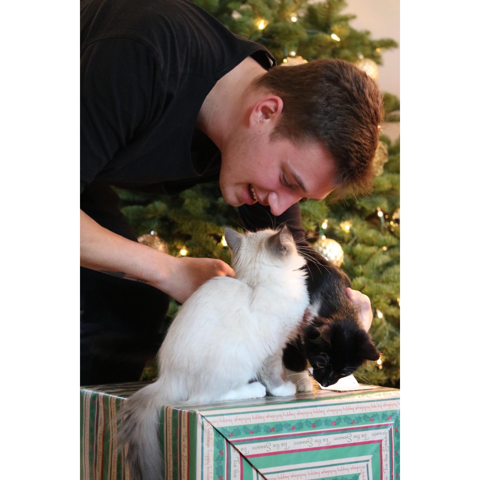 The kittens at Christmas time - 2018