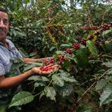 Experience Salvadoran Coffee at El Carmen Estate