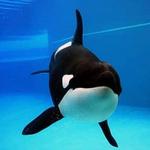 SeaWorld Orlando