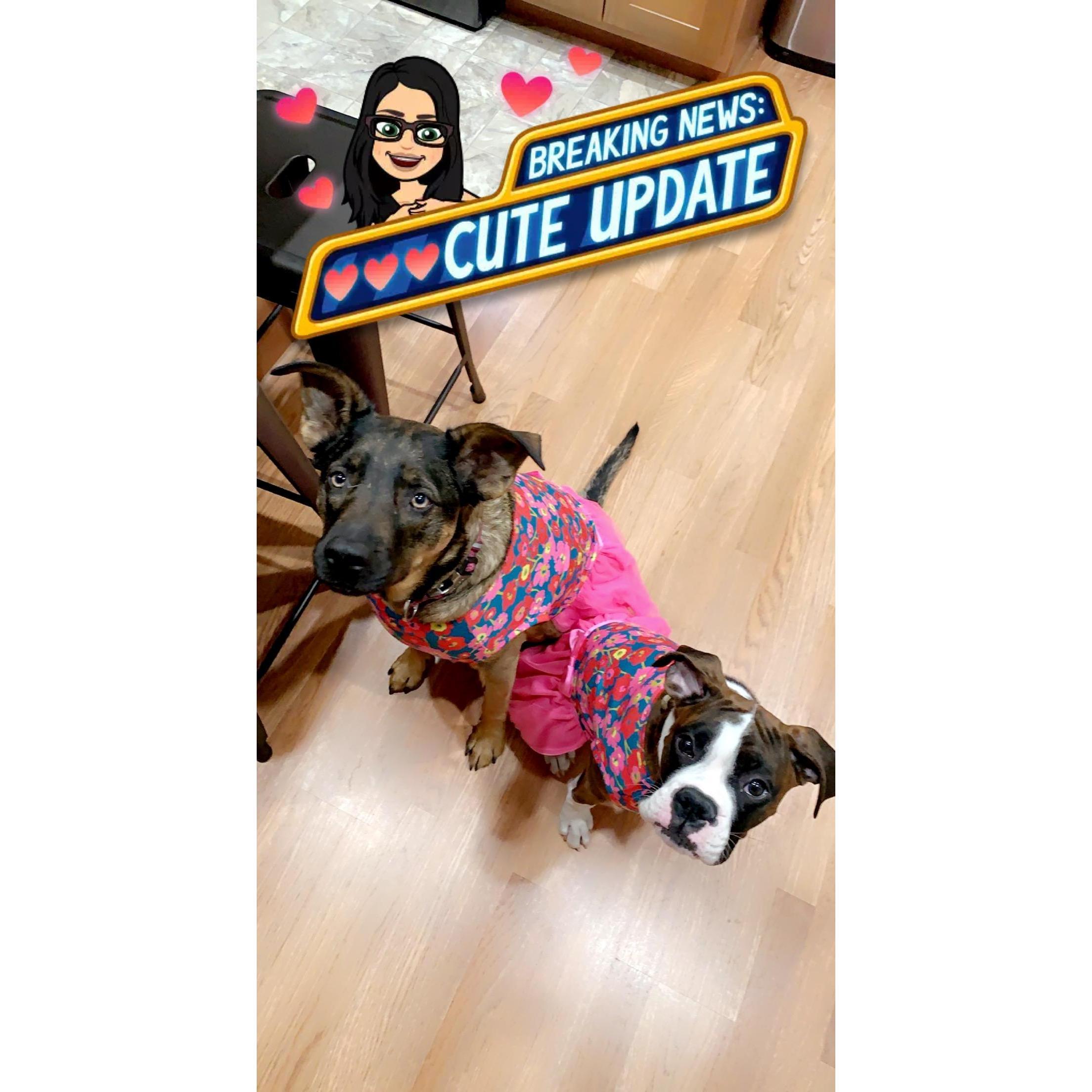 Our girls! Molly Jane and zena marie
