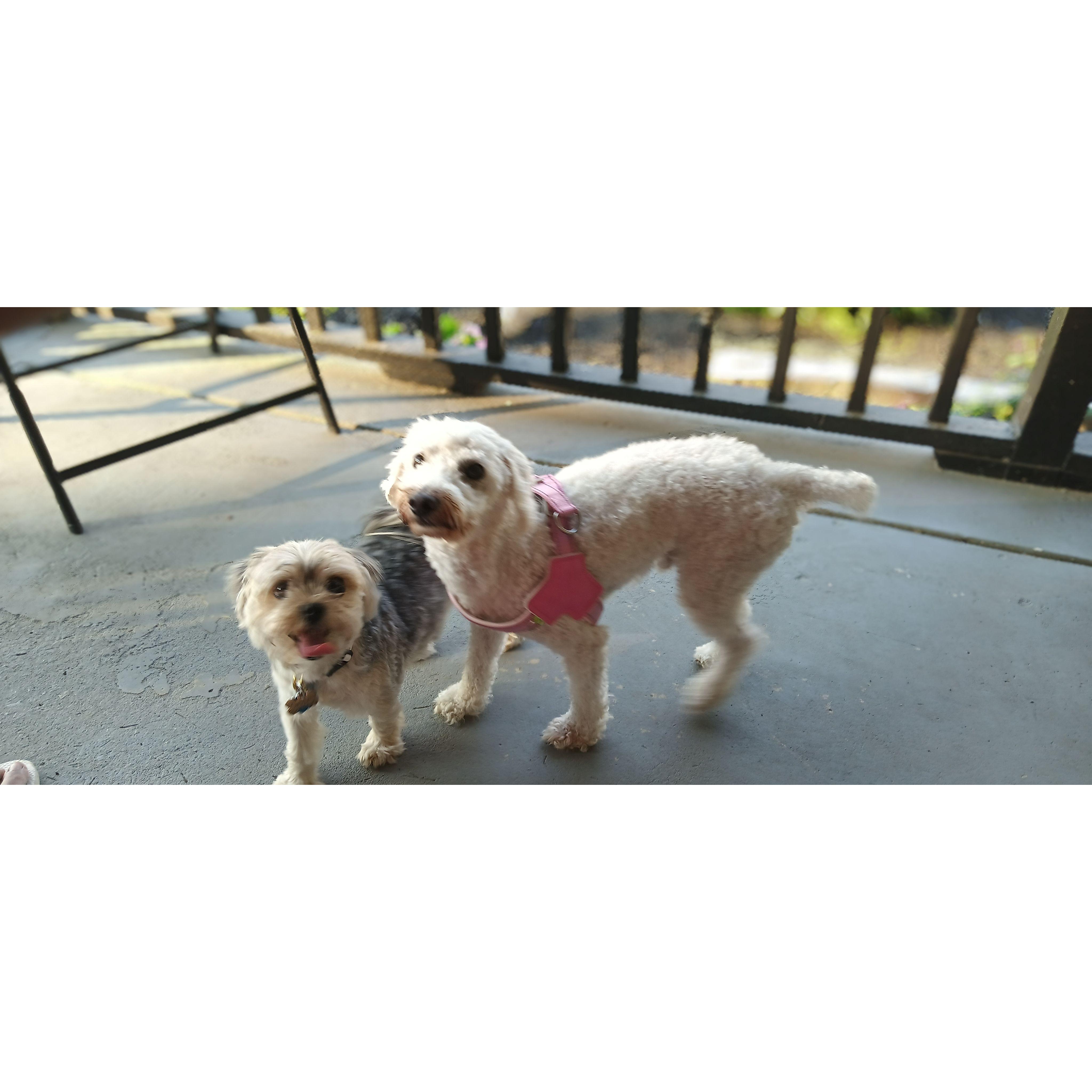 Gypsy & Jake- Booed up