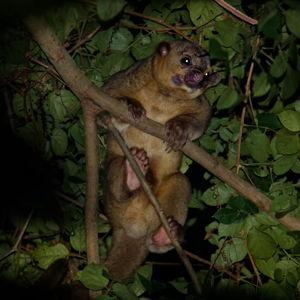 Jungle night walk tour