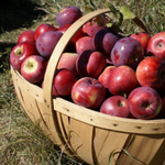 Marker-Miller Orchards