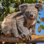 San Diego Zoo