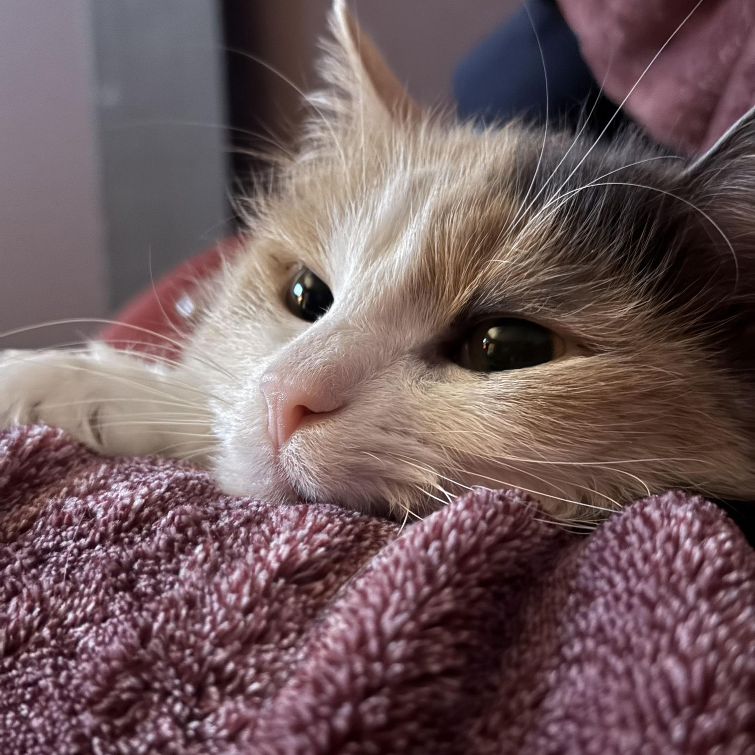 We would be insane not to include a photo of our little Penny.