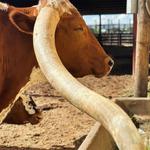 Fort Worth Stockyards