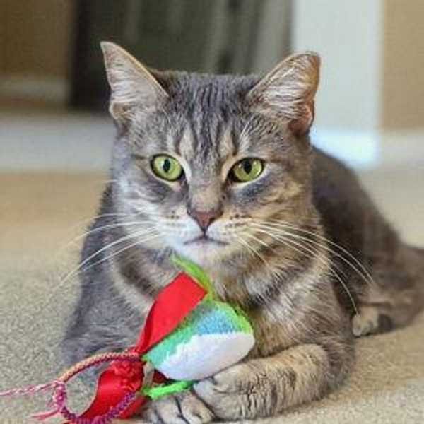 Gracie Fund