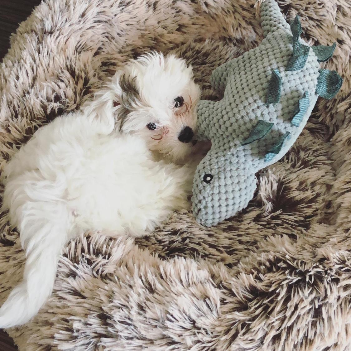 Mila as a little pup!