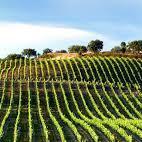 Vineyards / Wine Tourism