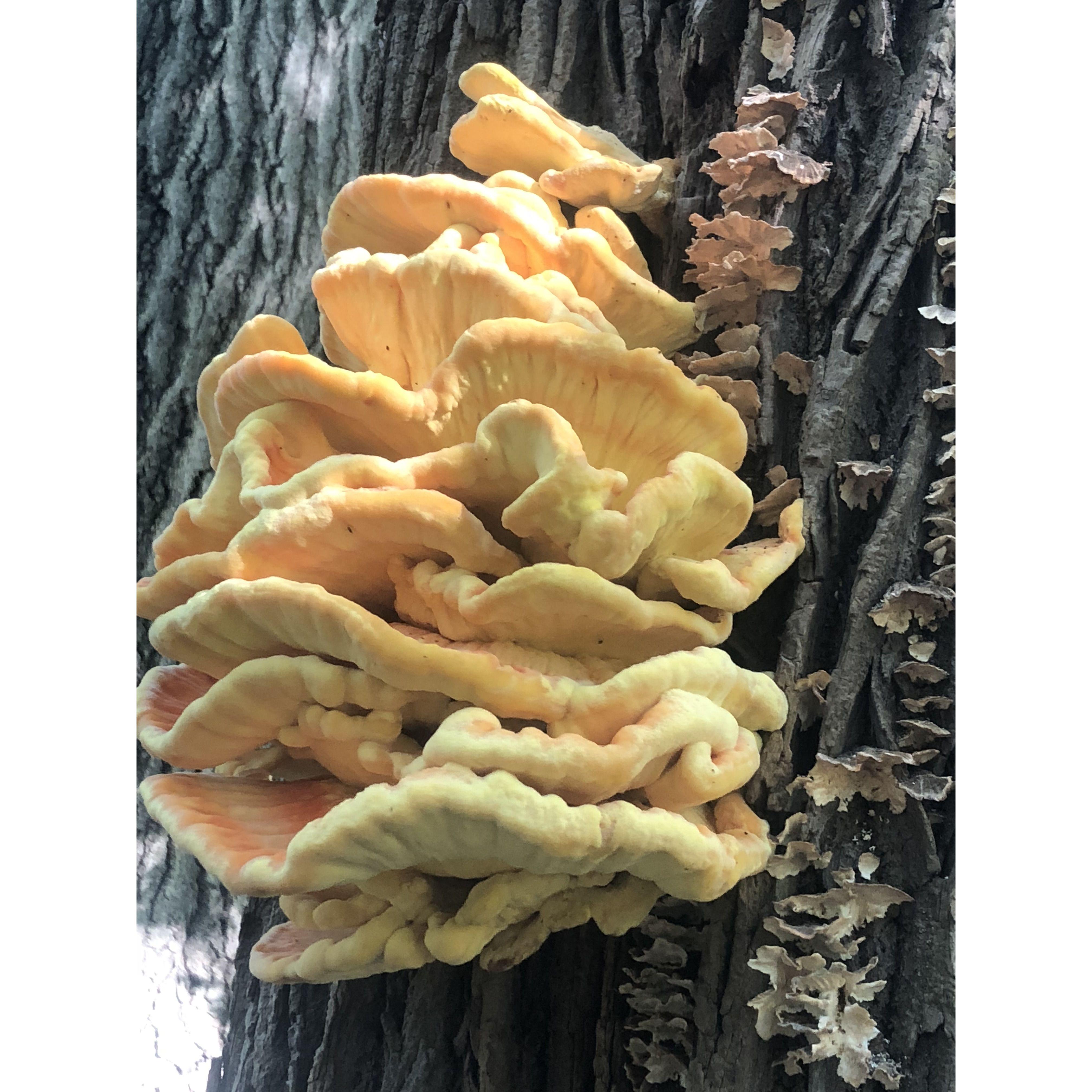 Chicken of the Woods