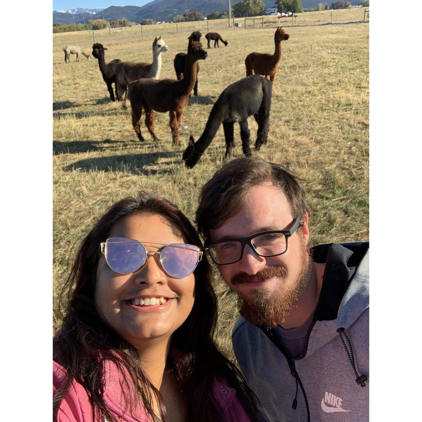 Alpaca Farm date, Summer 2019