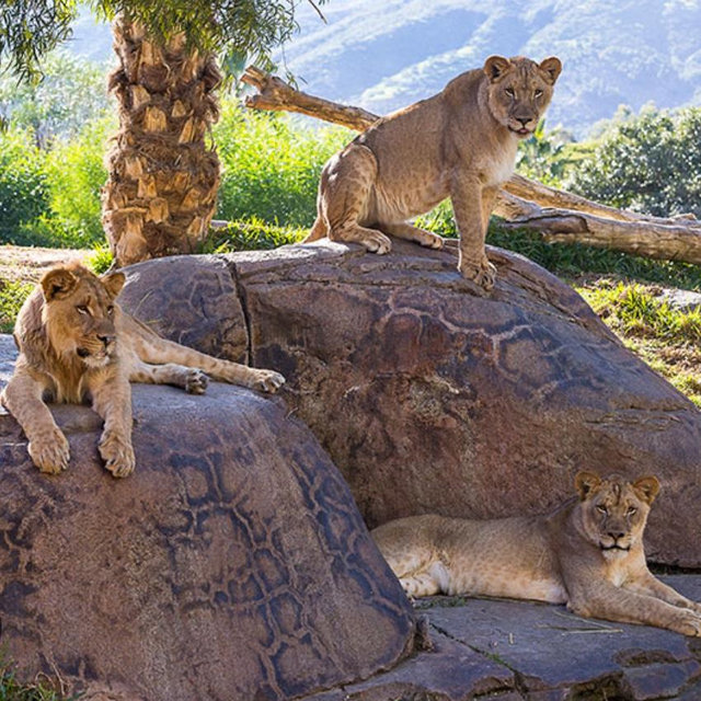 San Diego Zoo Memberships