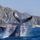Cabo Whale Watching