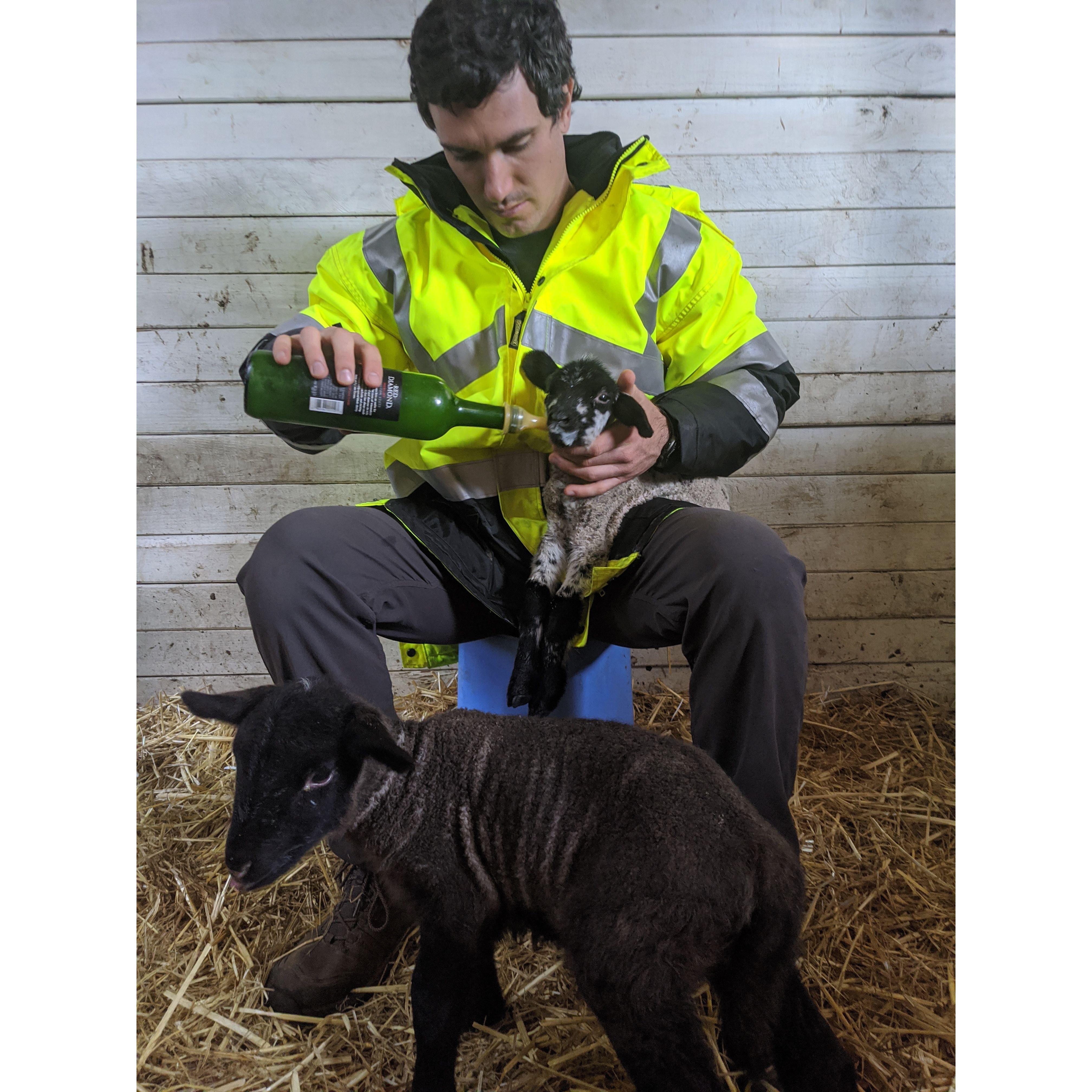 ...bottle fed some tiny baby lambs...