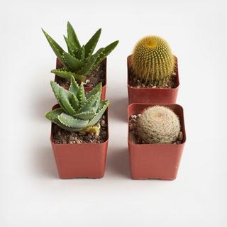 4-Piece 2.5" Assorted Hardy Cactus & Succulent Collection
