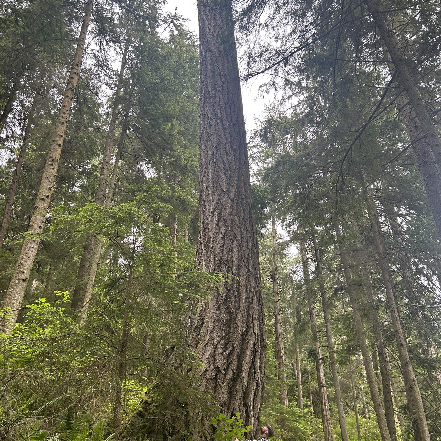 Tree Hugger in Olympia