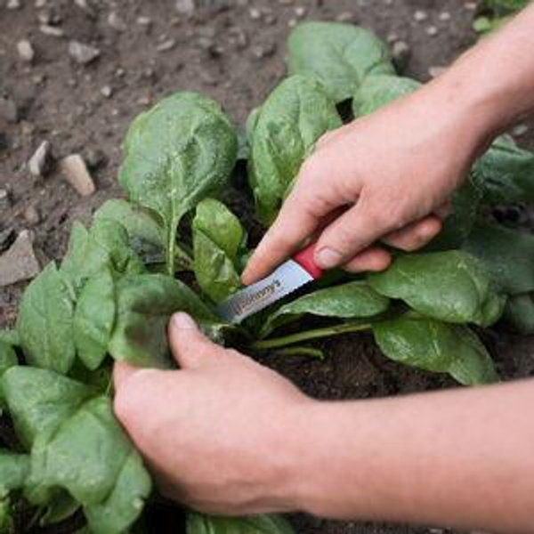Victorinox Serrated Knife