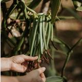 Vanilla Spice Farm