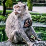 Monkey Forest