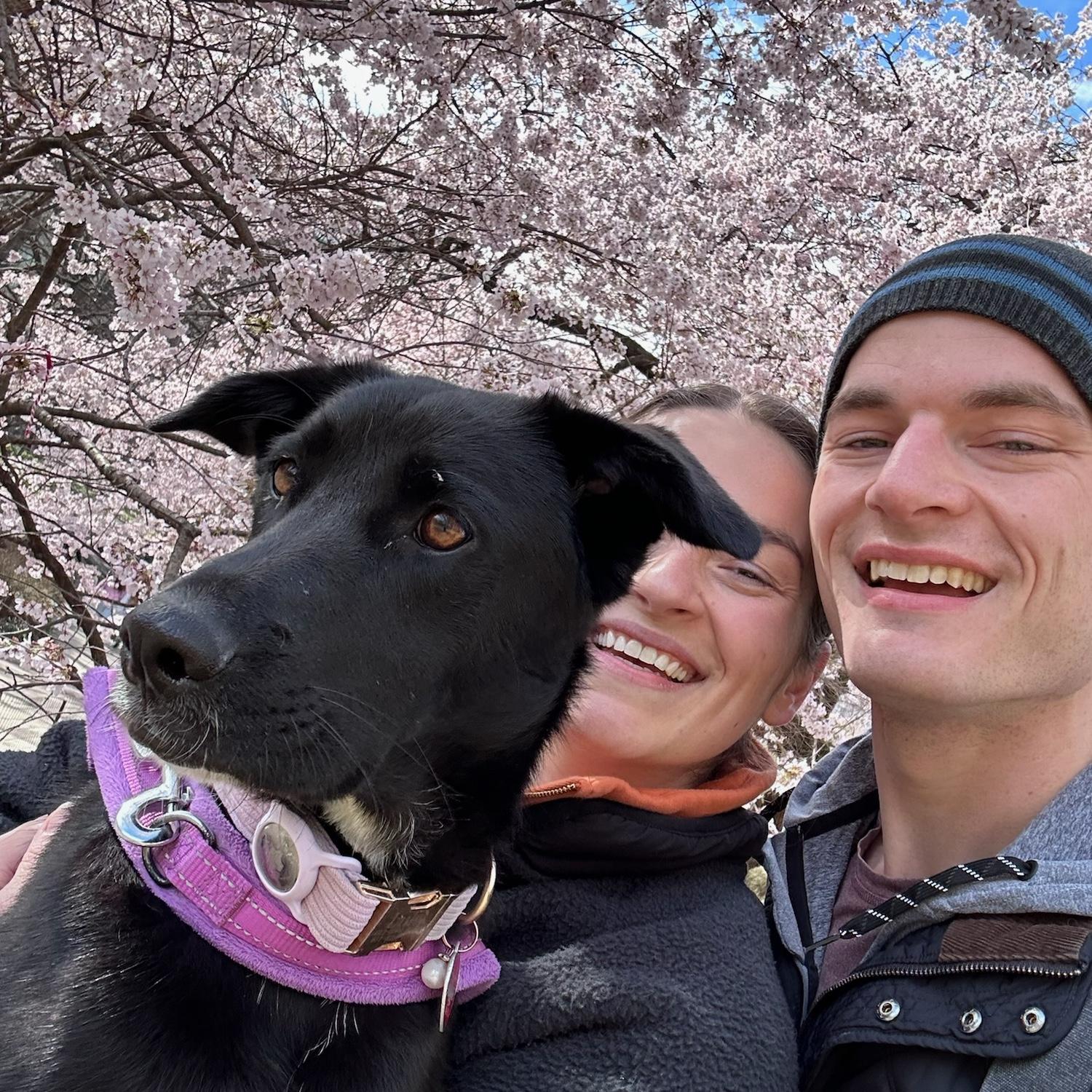 cherry blossoms with Lulu - April 2024
