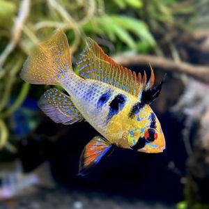 Our fish tank fund!