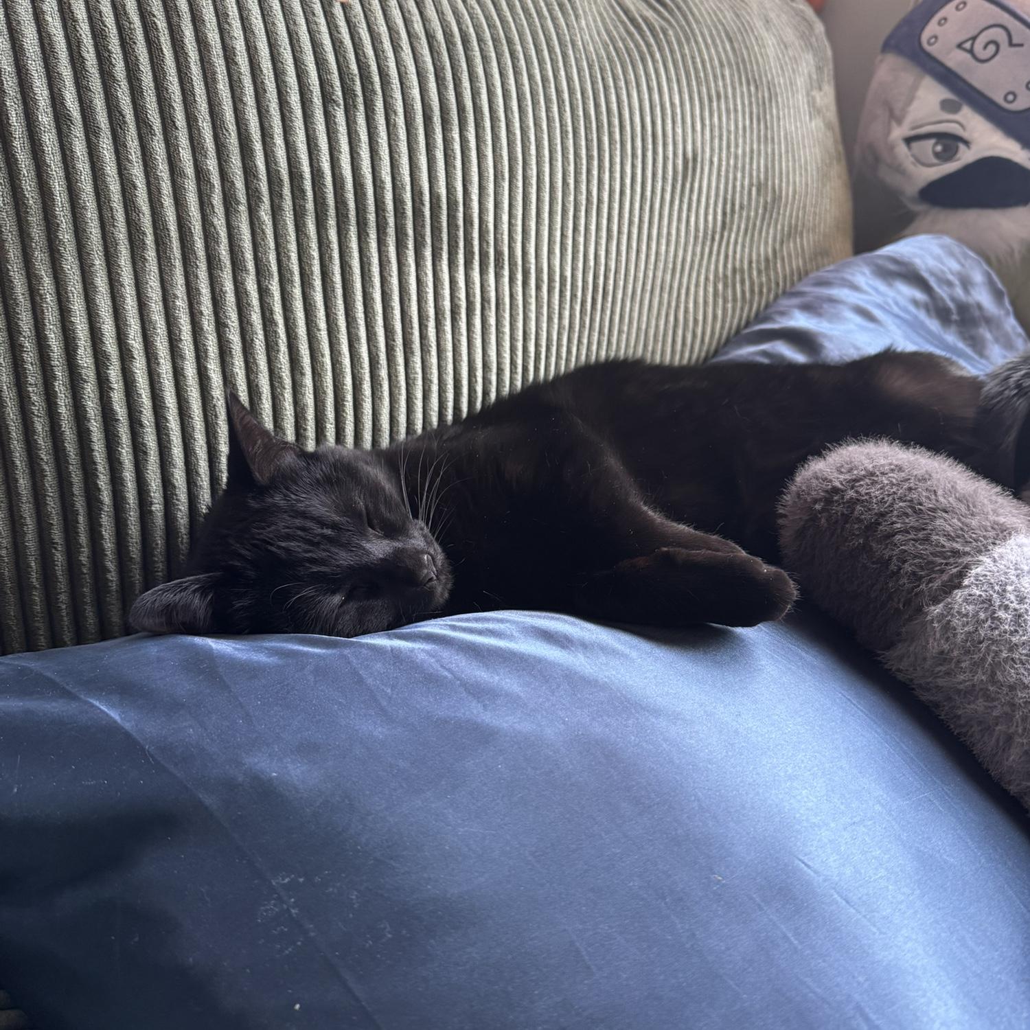 Ebi always looks incredibly comfortable