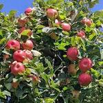 Green Mountain Orchards Inc