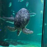 Audubon Aquarium
